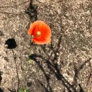 たにぐち