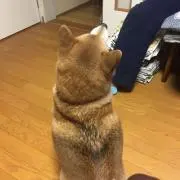はるドン！