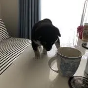 Reiの画像