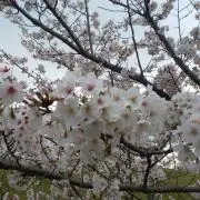 コメ欄チェック！だまほんの部屋の画像