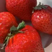 ベアの画像