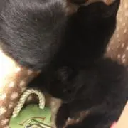 ゆか（猫好き）