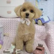 くろりるの画像