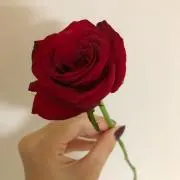 nelcoの画像