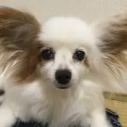 くれーぷ