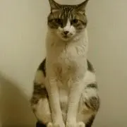 グランデ