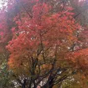 kokoroの画像
