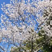 daisyの画像