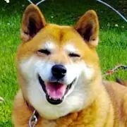 わんこ先生の画像