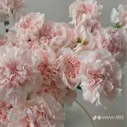AiRI໒꒱. ゜プロフ必読の画像