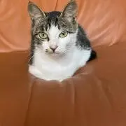 Y-mi