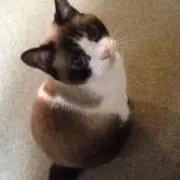 Chibiuzoの画像