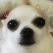 smoothrusk