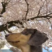 arugonの画像