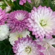 Ms.flower