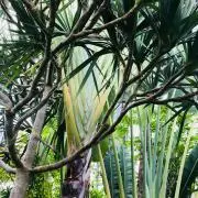 plant  eggの画像