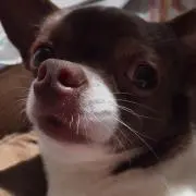 れお