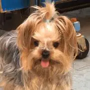 和ちゃんの画像