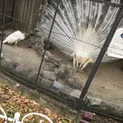 こりの画像