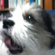 七夕天使