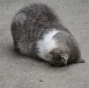 melの画像