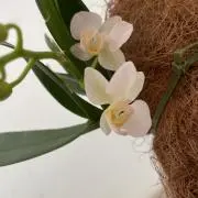 美小(みさ)の画像