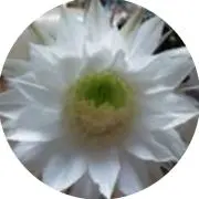 ハレルヤの画像