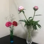 うどんの画像