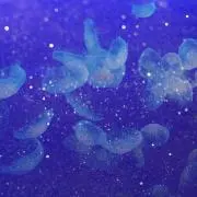 tmmの画像