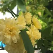 ROSEの画像