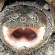 カメの画像