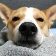 mako
