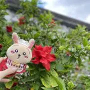 もも︎の画像
