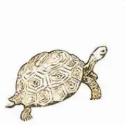 カメオペイヤの画像