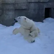 naturalの画像