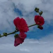 nimoの画像