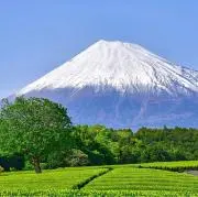 山