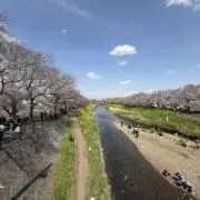 ひまわりの画像