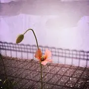 KOUの画像