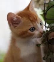 こまちゃんの画像