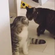 ちゃんこ(売り切り希望)