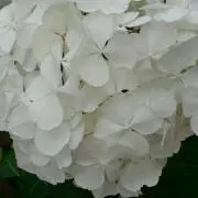 ももの画像