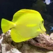 まーみの画像