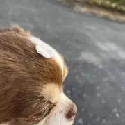 ゆきちの画像