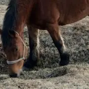 やの画像