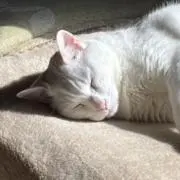 yunittyの画像