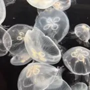 りぃの画像