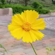 flowerの画像