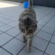 のらねこの画像