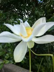 はなのこの画像